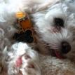 Hank The Cow Puppy Now Lives In Texas